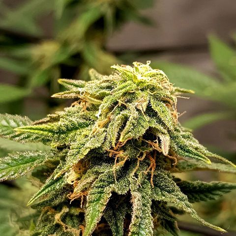Semilla regular  growlog timeline photo