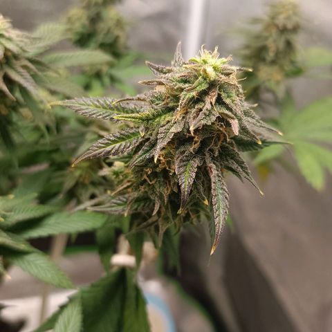 Semilla regular  growlog timeline photo