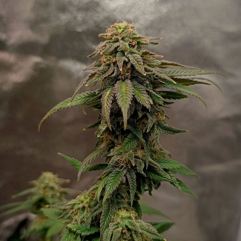 Semilla regular  growlog timeline photo