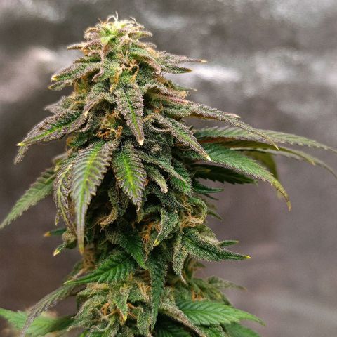 Semilla regular  growlog timeline photo