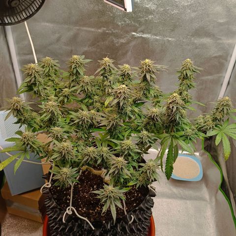 Semilla regular  growlog timeline photo