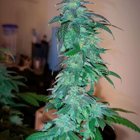 Semilla regular  growlog timeline photo