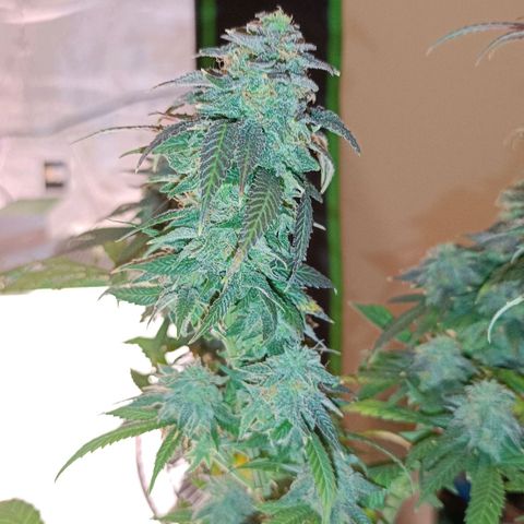 Semilla regular  growlog timeline photo