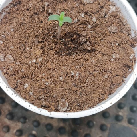 Critical K2 growlog timeline photo