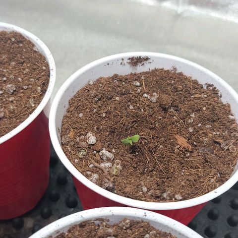 Critical K3 growlog timeline photo