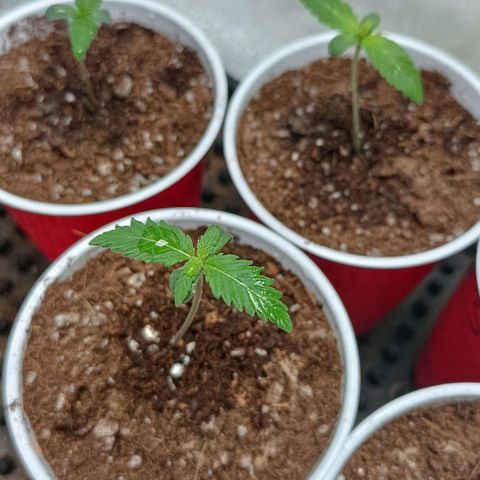 Amnesia Haze growlog timeline photo