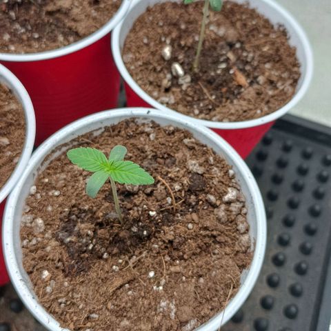 Critical K2 growlog timeline photo