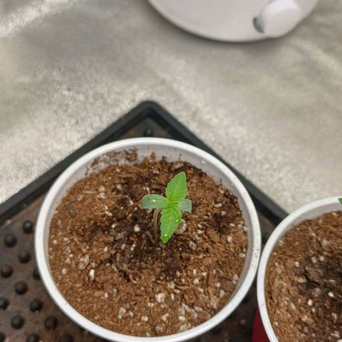 Critical K1 growlog timeline photo
