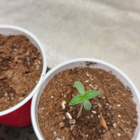 Critical K3 growlog timeline photo