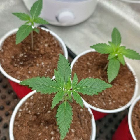 Amnesia Haze growlog timeline photo