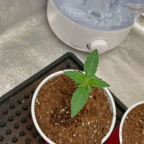 Critical K1 growlog timeline photo