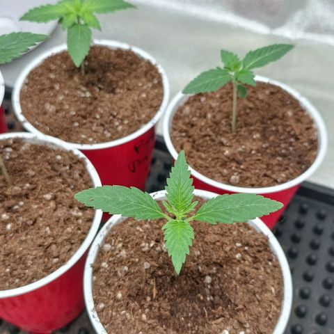 Critical K2 growlog timeline photo