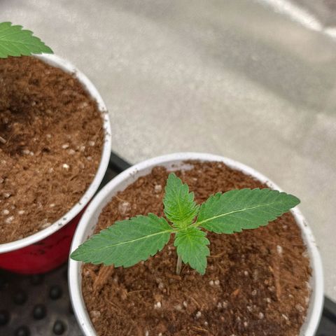 Critical K3 growlog timeline photo