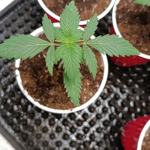 Amnesia Haze growlog timeline photo