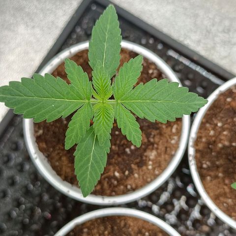 Critical K1 growlog timeline photo