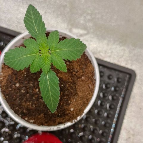 Critical K3 growlog timeline photo