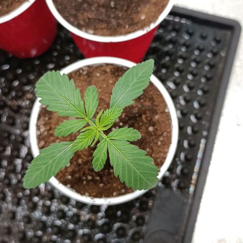 Critical K2 growlog timeline photo