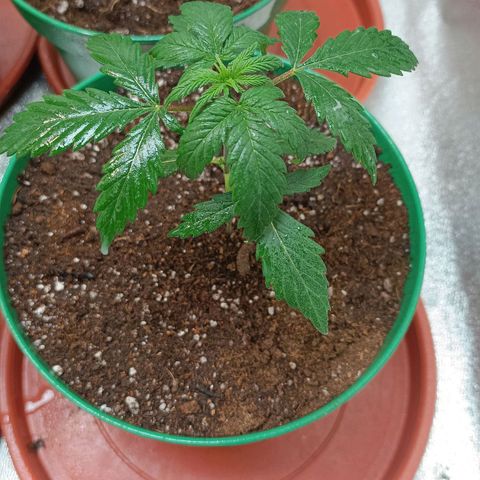Amnesia Haze growlog timeline photo