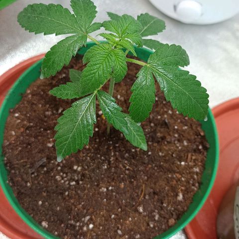 Critical K1 growlog timeline photo