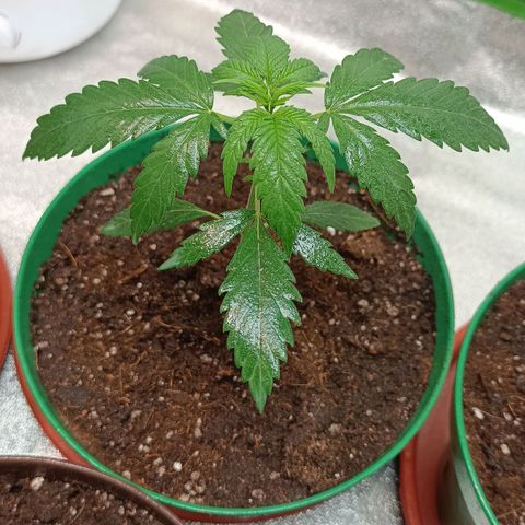 Critical K2 growlog timeline photo