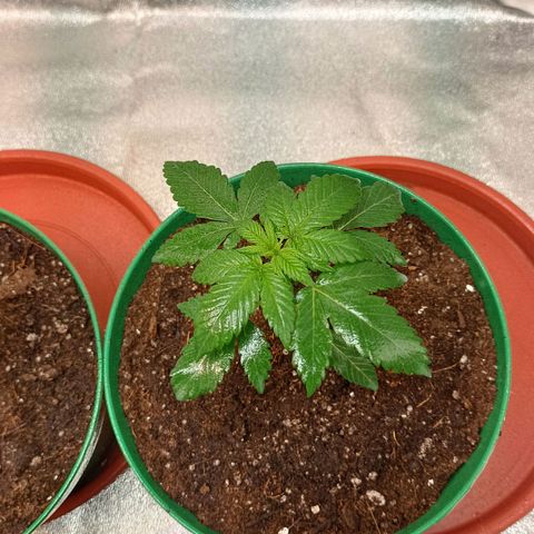 Critical K3 growlog timeline photo