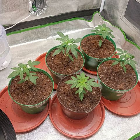 Amnesia Haze growlog timeline photo