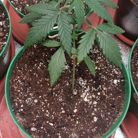 Amnesia Haze growlog timeline photo