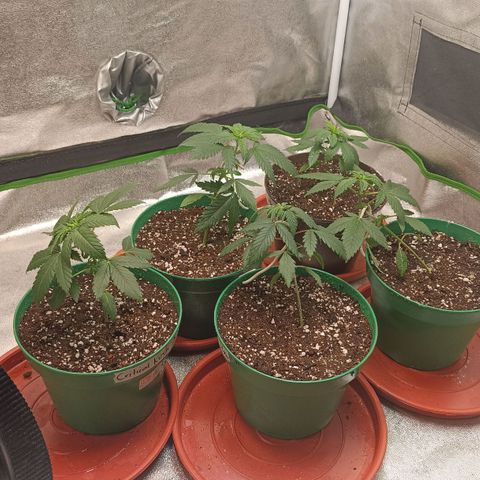 Critical K1 growlog timeline photo