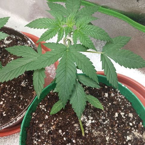 Critical K1 growlog timeline photo