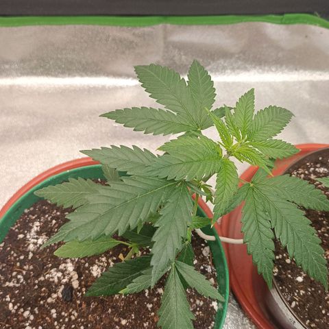 Critical K2 growlog timeline photo