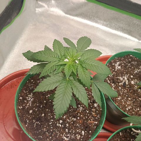 Critical K3 growlog timeline photo
