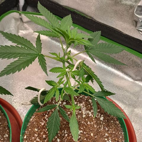 Critical K2 growlog timeline photo