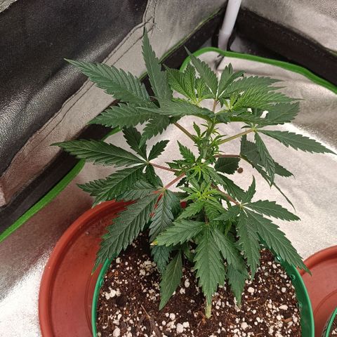 Amnesia Haze growlog timeline photo