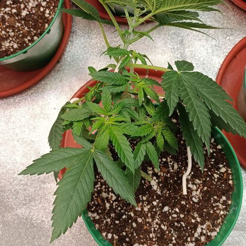 Critical K1 growlog timeline photo