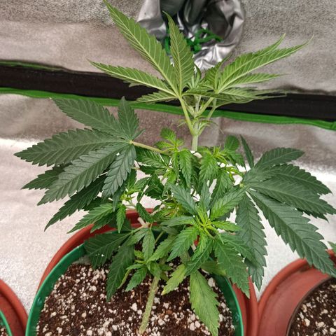 Critical K2 growlog timeline photo