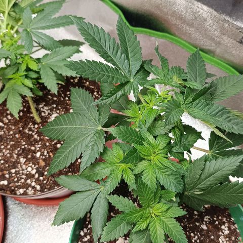Critical K3 growlog timeline photo
