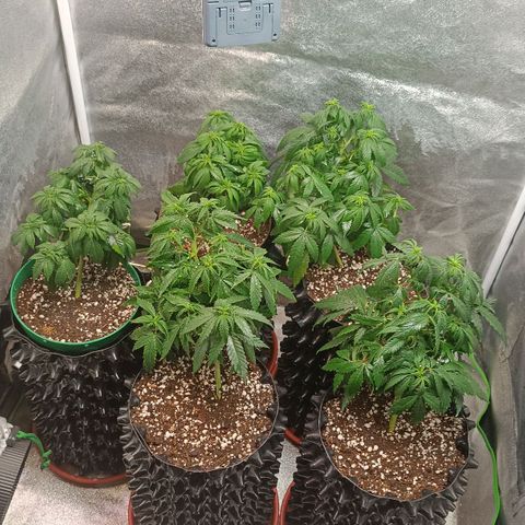 Amnesia Haze growlog timeline photo