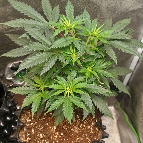 Amnesia Haze growlog timeline photo