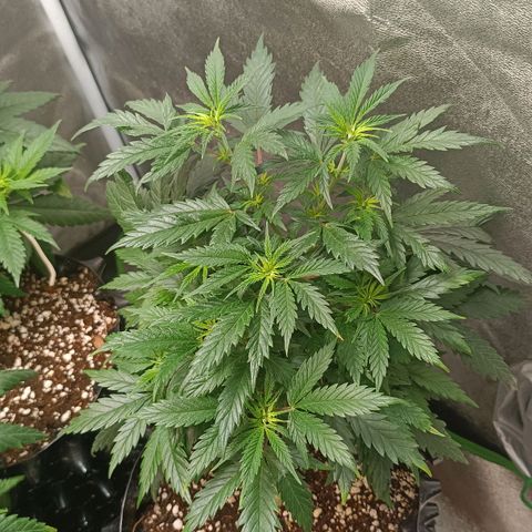 Amnesia Haze growlog timeline photo