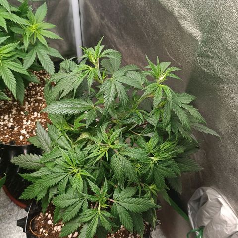Amnesia Haze growlog timeline photo