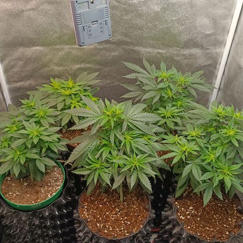Critical K1 growlog timeline photo