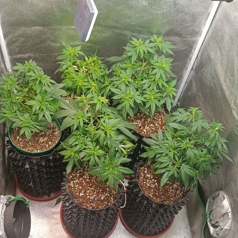 Critical K1 growlog timeline photo