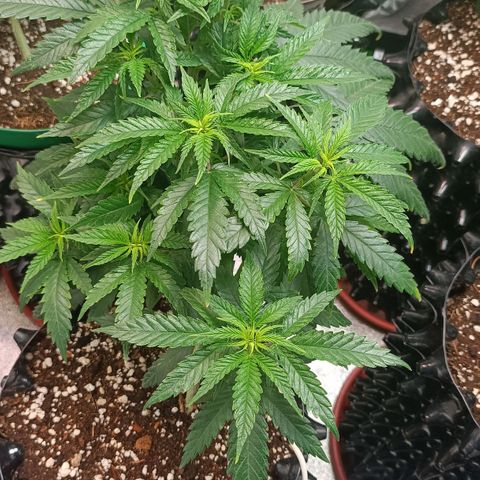 Critical K1 growlog timeline photo
