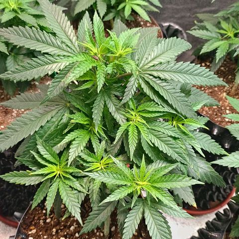 Critical K1 growlog timeline photo