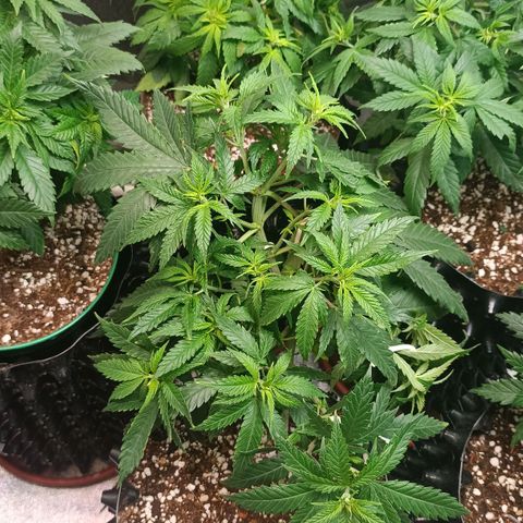Critical K1 growlog timeline photo