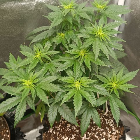 Critical K2 growlog timeline photo