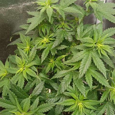 Critical K2 growlog timeline photo
