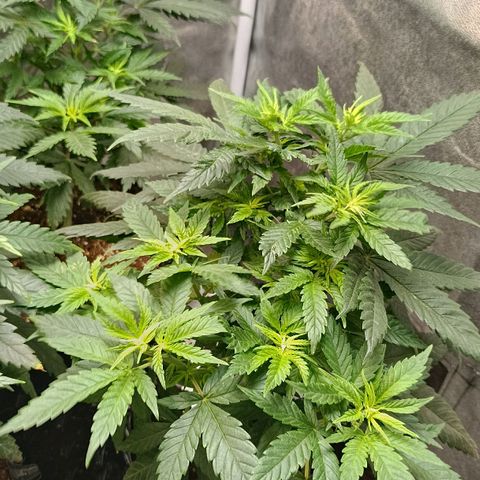Critical K2 growlog timeline photo