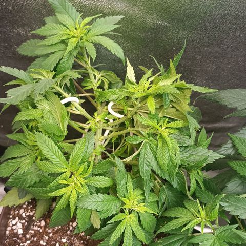 Critical K2 growlog timeline photo