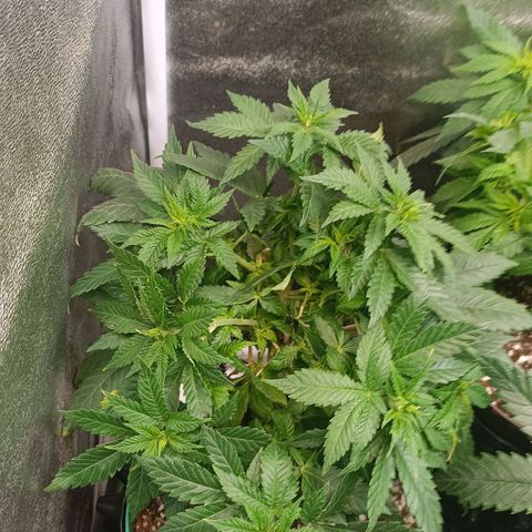 Critical K3 growlog timeline photo